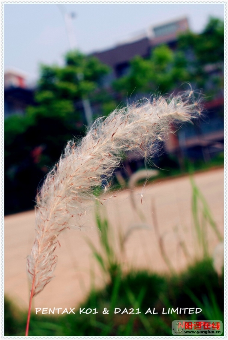 _IGP2966_副本.jpg