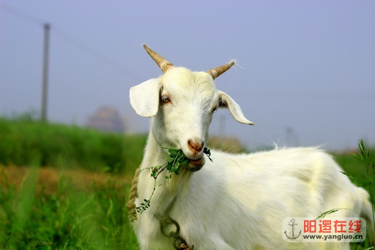 舐犊之情06.jpg