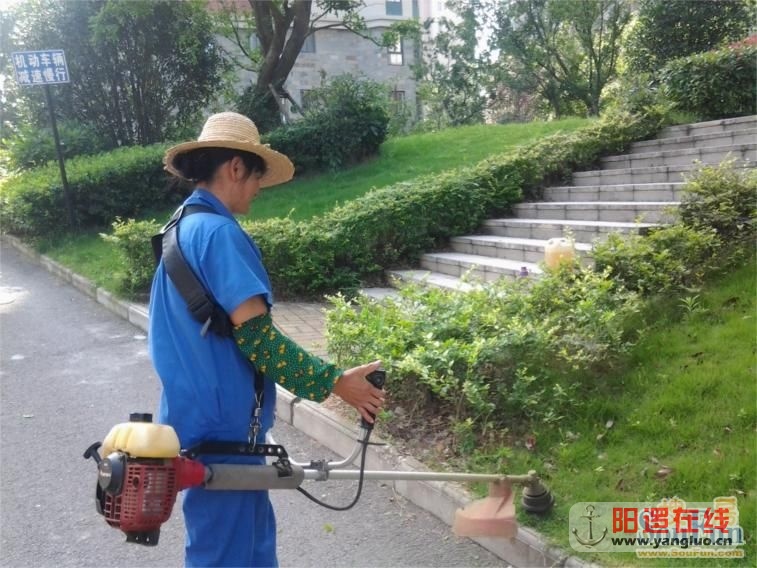 天琴湾绿化工作人员日常工作照