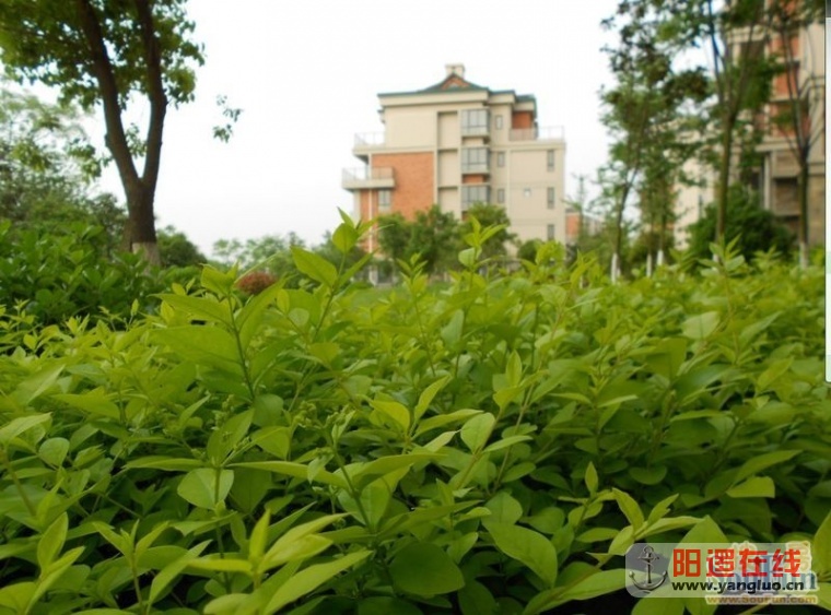 美丽的天琴湾