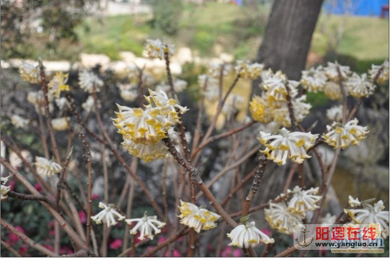美丽的天琴湾