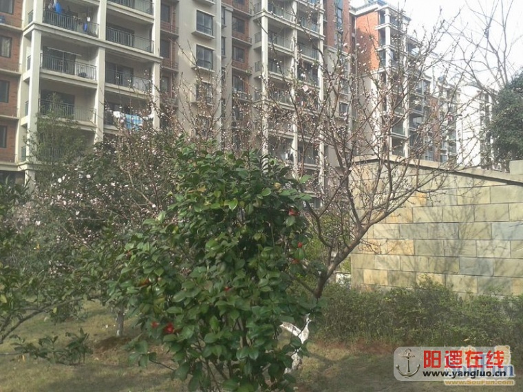 美丽的天琴湾