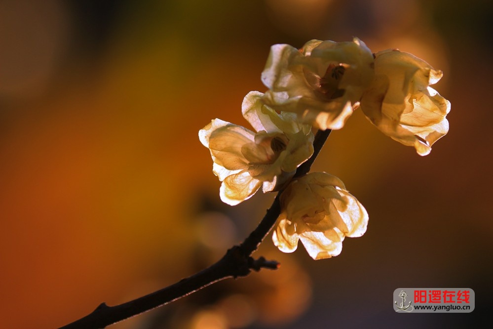 梅花香自苦寒来_4.jpg