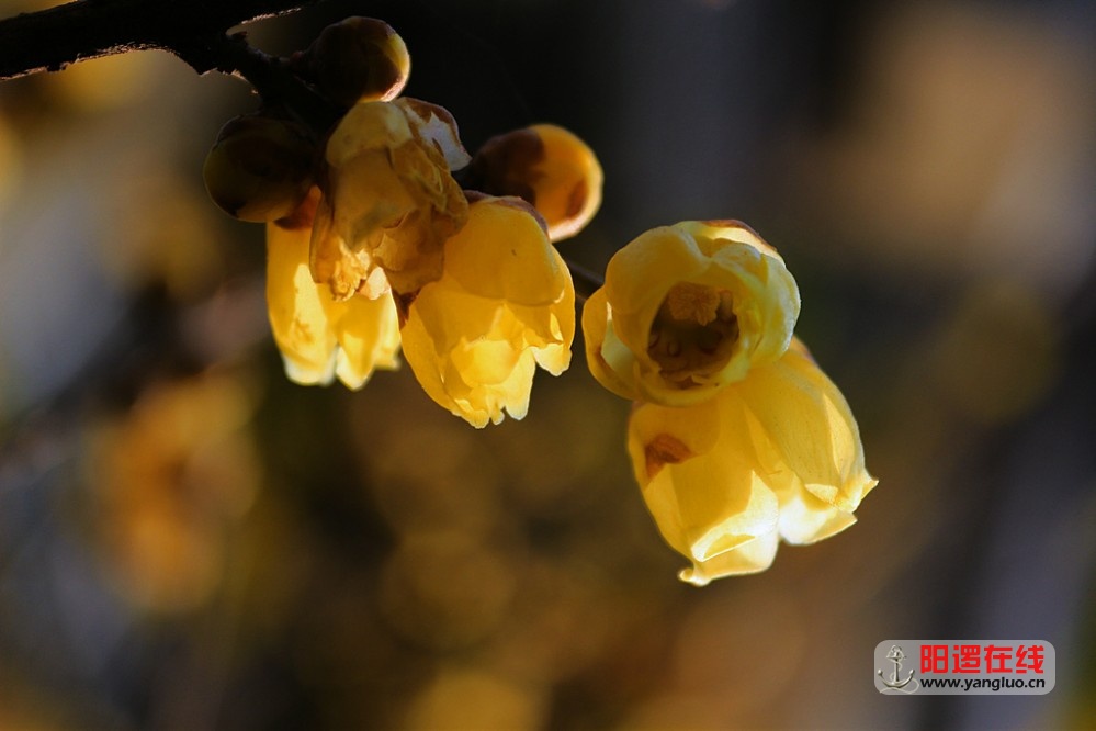 梅花香自苦寒来_8.jpg