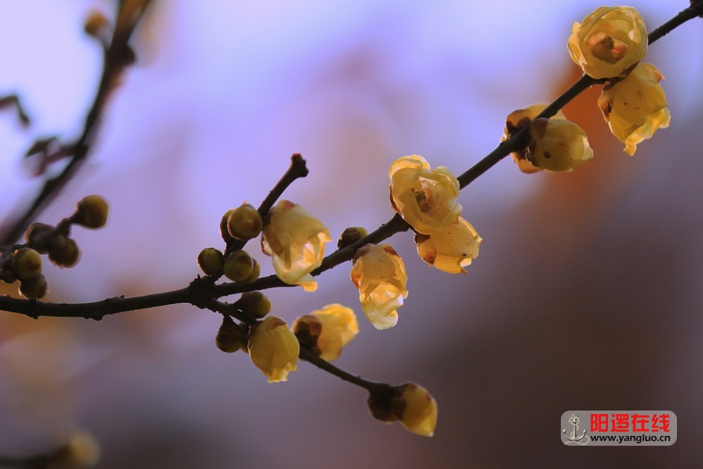 梅花香自苦寒来_11.jpg