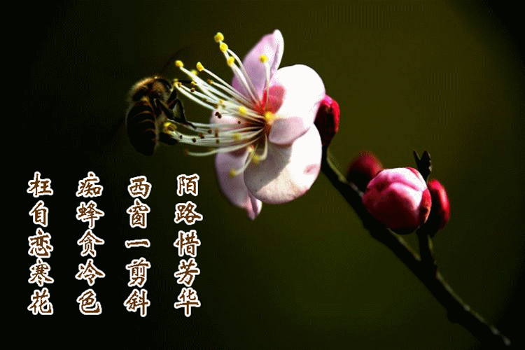A_副本.gif