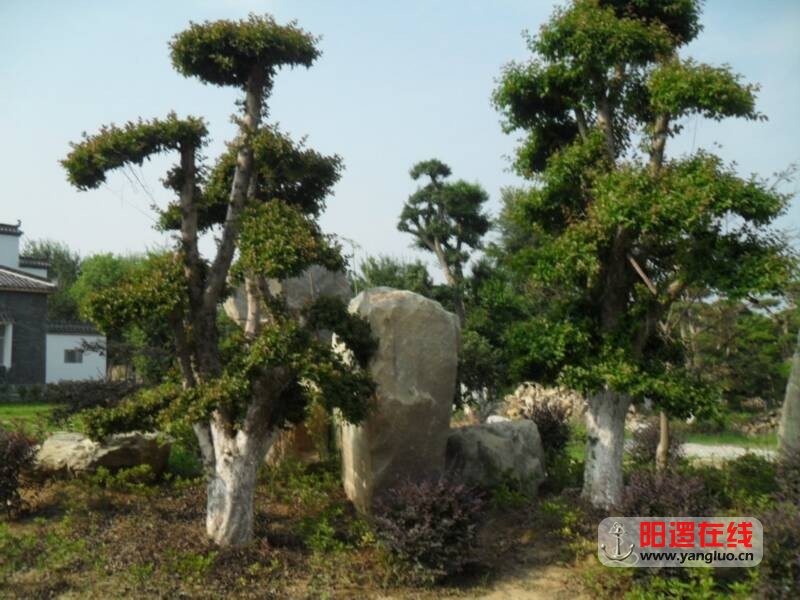 SDC10747.JPG