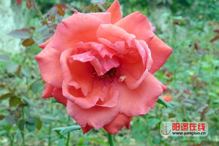 P1050100.JPG