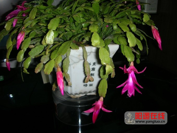 DSCN1821.JPG