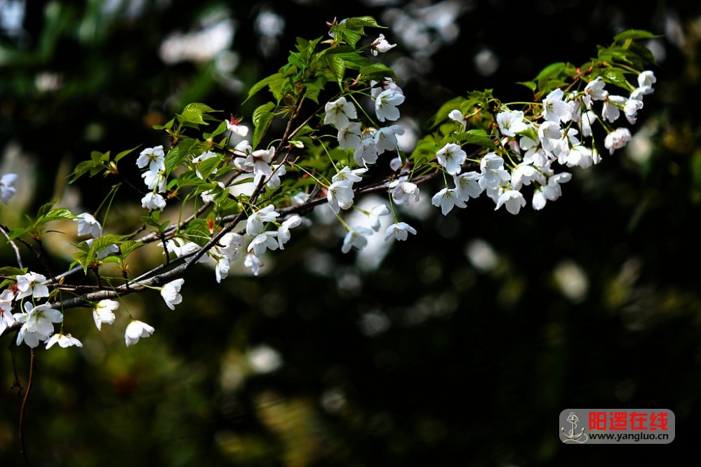 武生院赏樱花 4_1.jpg