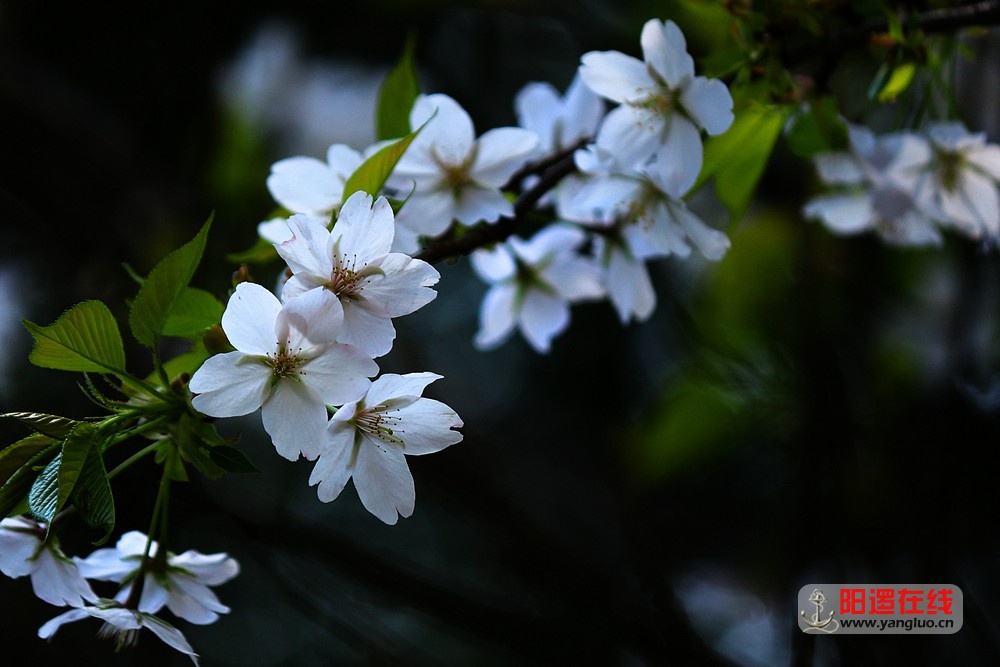武生院赏樱花 5_1.jpg