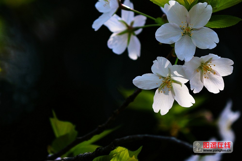 武生院赏樱花 8_1.jpg