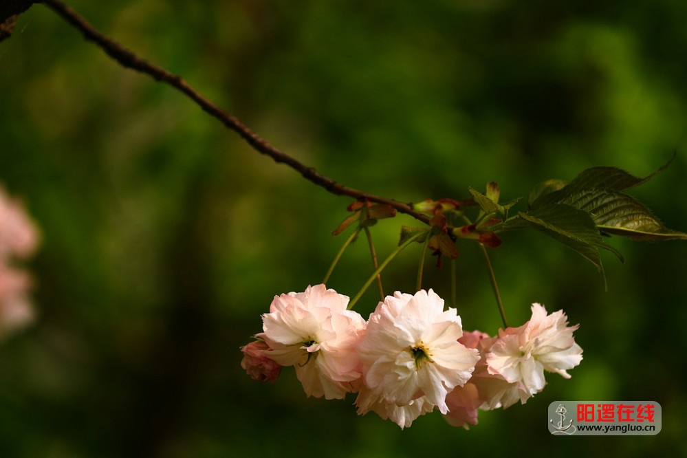 武生院赏樱花_12.jpg