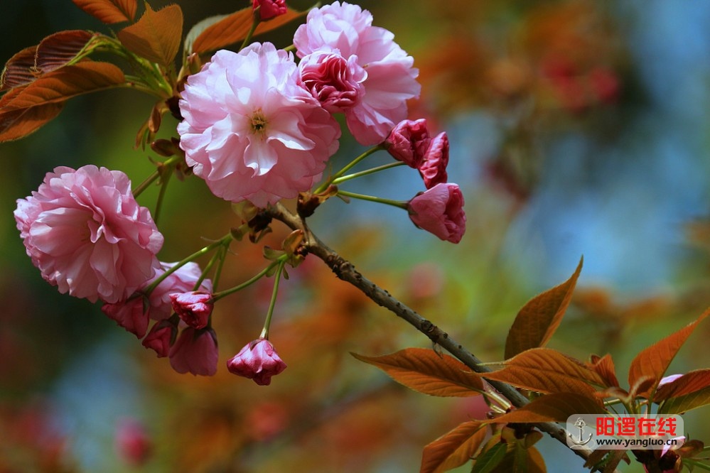 武生院赏樱花_19.jpg