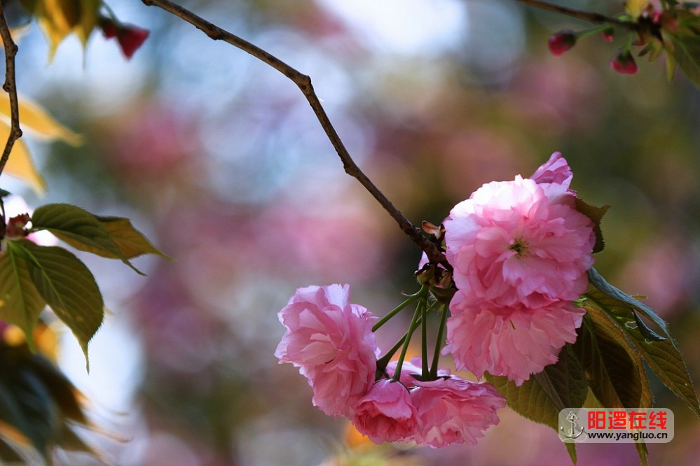 武生院赏樱花_24.jpg