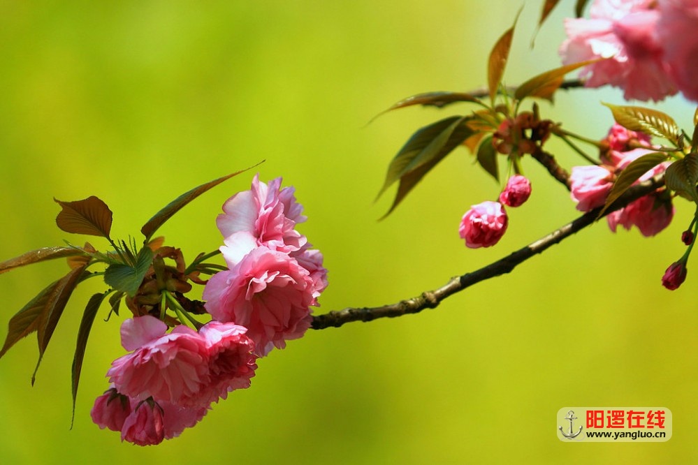 武生院赏樱花_25.jpg