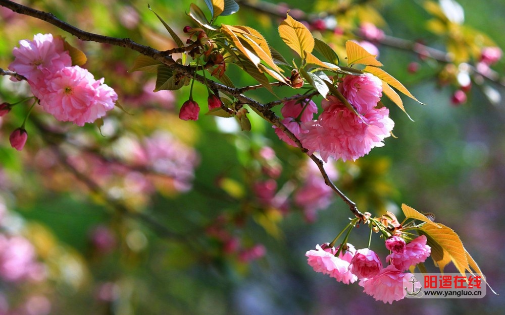 武生院赏樱花_26.jpg