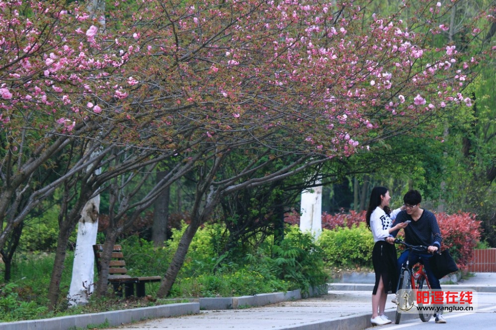 武生院赏樱花_32_1.jpg