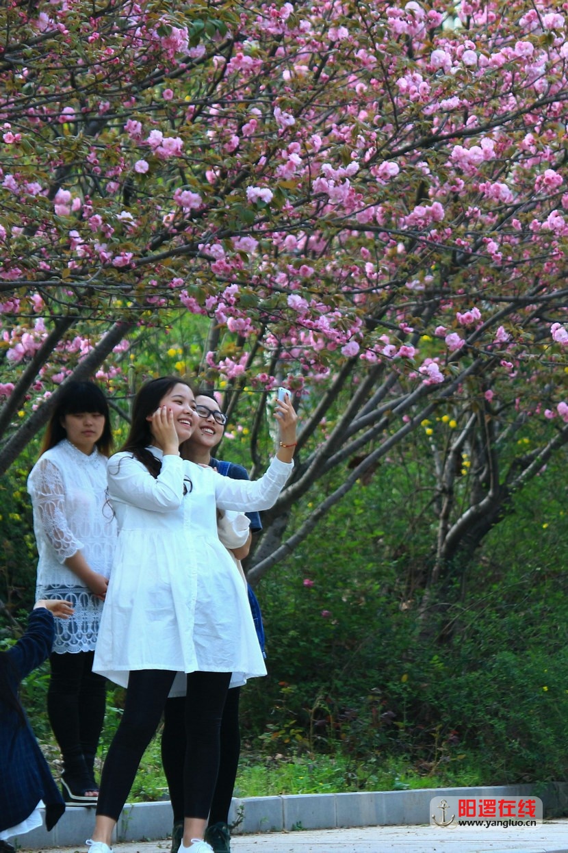 武生院赏樱花_35_1.jpg