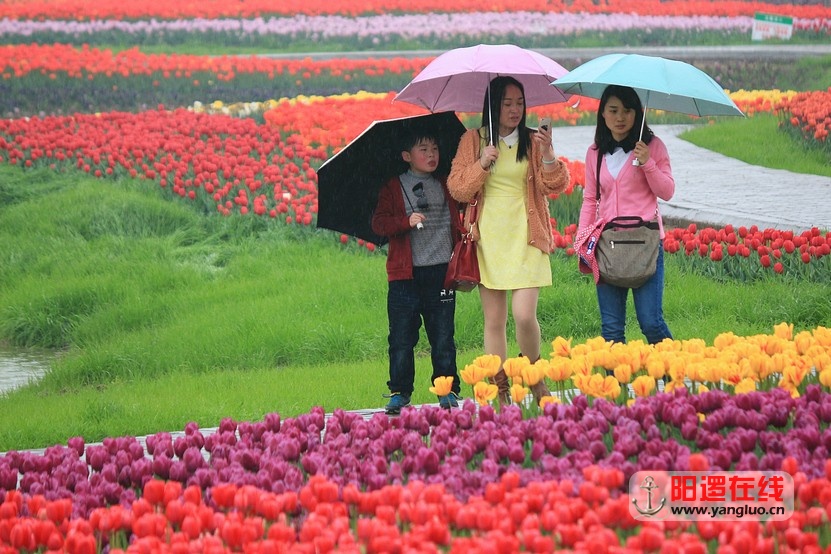 郁金香花海_12.jpg