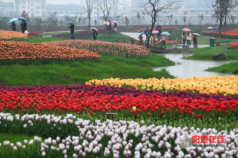 郁金香花海_13.jpg