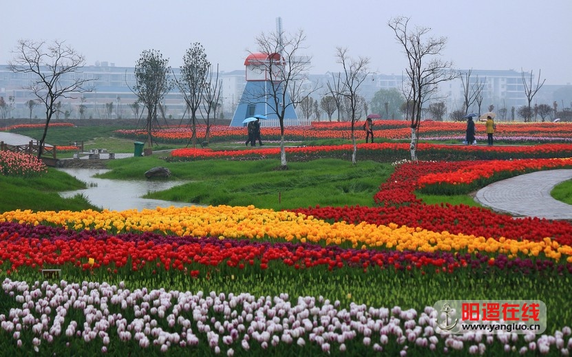 郁金香花海_15.jpg