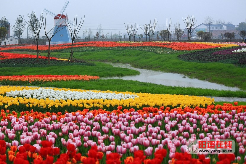 郁金香花海_17.jpg