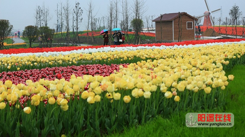 郁金香花海_24.jpg