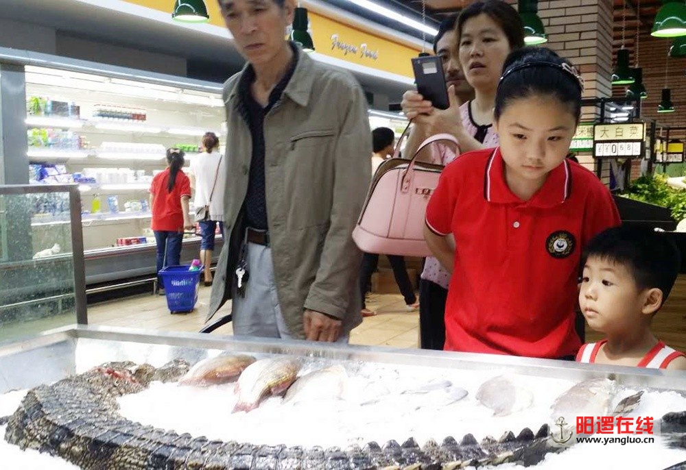 阳逻摩尔城百家福超市惊现鳄鱼肉.jpg
