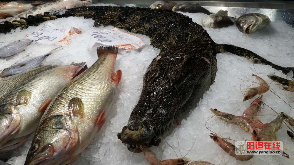 阳逻百家福超市卖鳄鱼肉.jpg