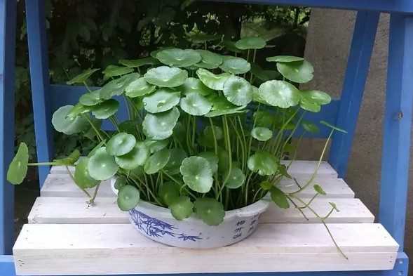 铜钱草.jpg