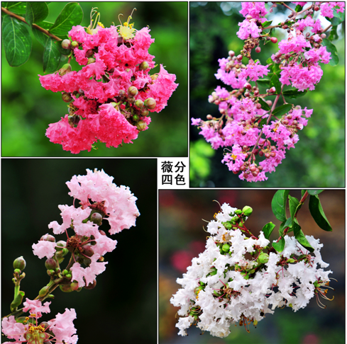 QQ图片20150702122405.png