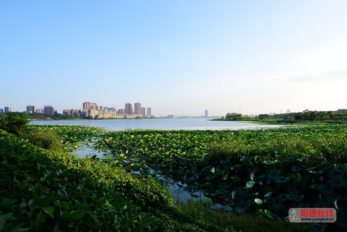 阳逻柴泊湖.jpg