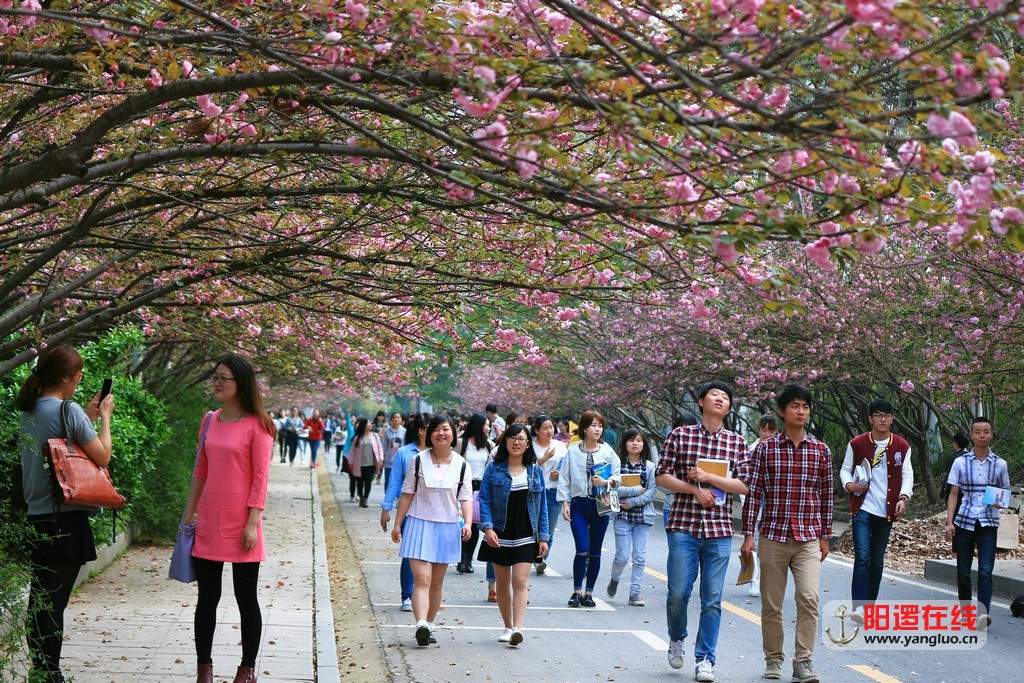 阳逻的樱花大道.jpg