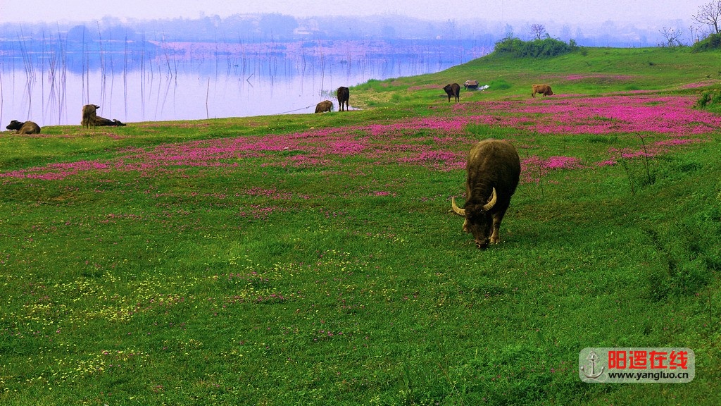 鲜花撒满倒水河畔_1.jpg