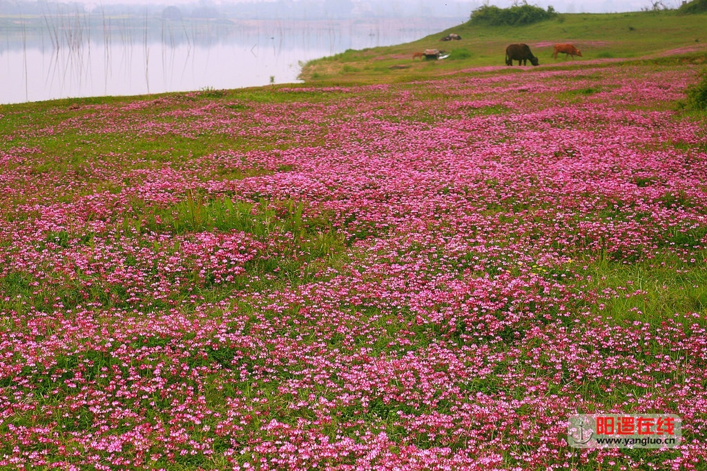 鲜花撒满倒水河畔_3.jpg