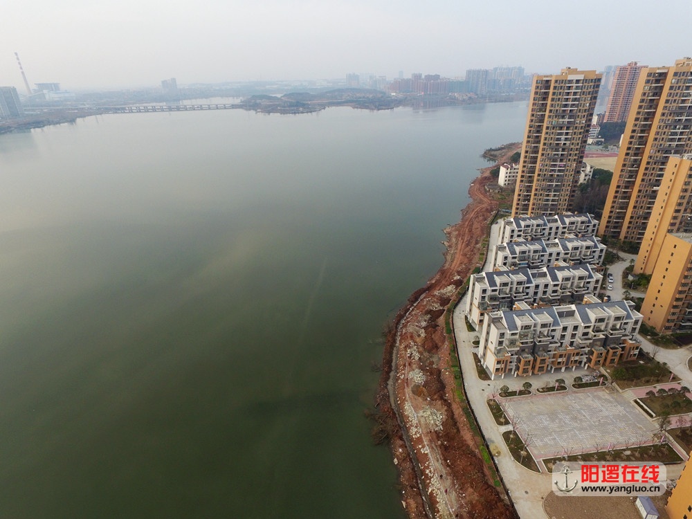 阳逻柴泊湖环湖路.jpg