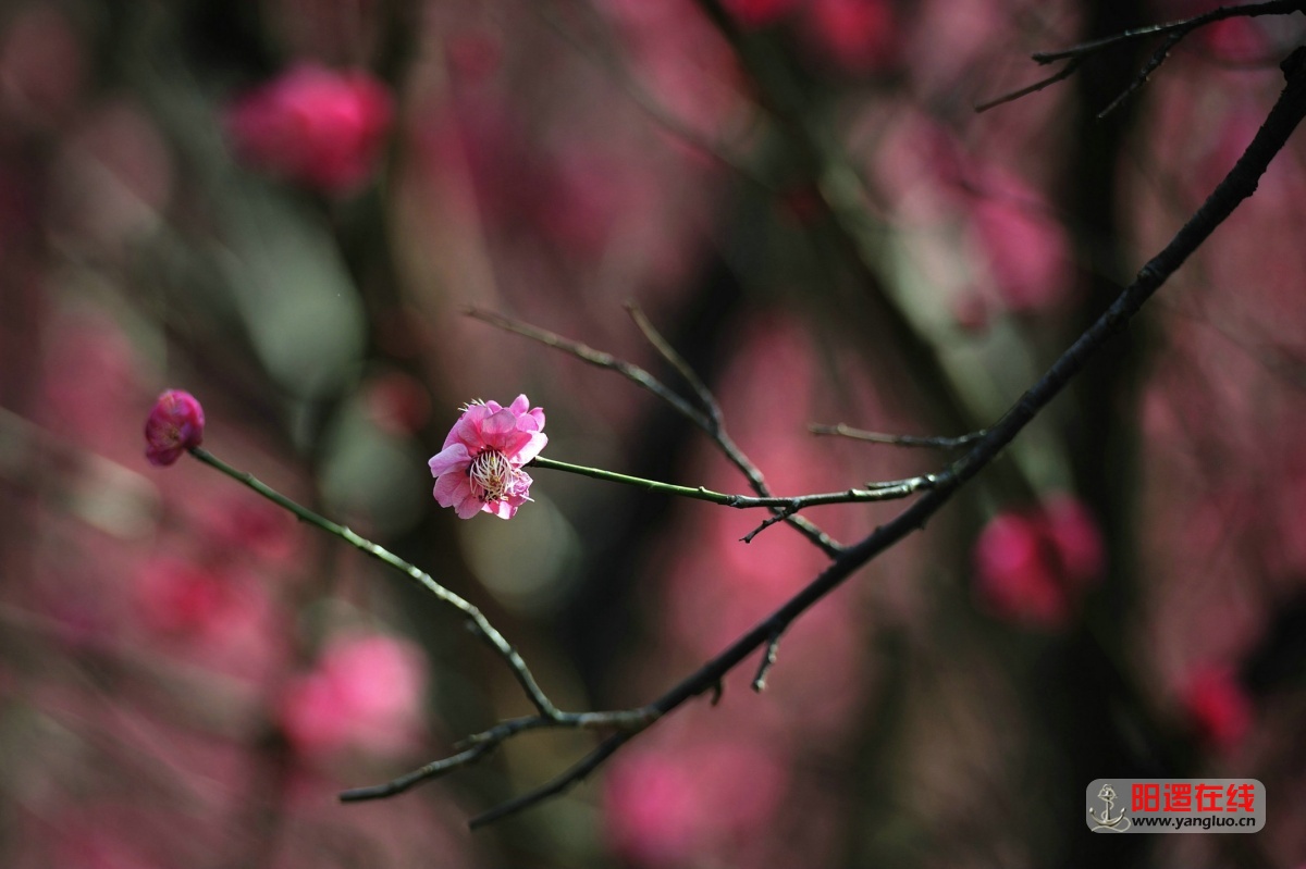 DSC_2297.jpg