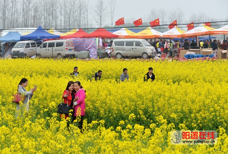 逛花朝，逛花海。吴毅摄影.jpg