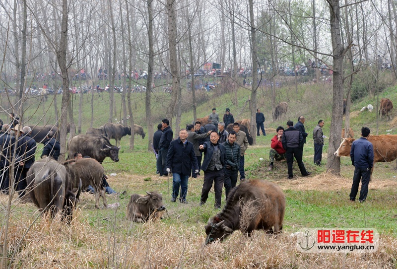 都盼“牛市”，瞧瞧旧街花朝节上的“牛市”。吴毅摄影.jpg