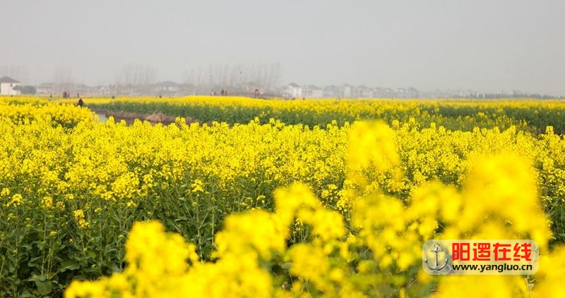 仓埠油菜花.jpg