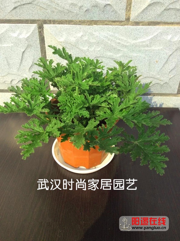 驱蚊草1.jpg
