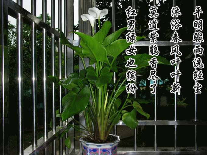 花1_副本.gif