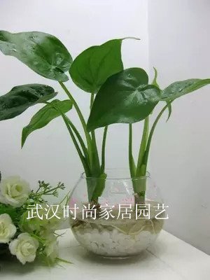 滴水观音.jpg