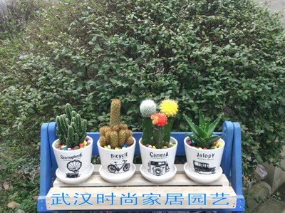 仙人掌.jpg