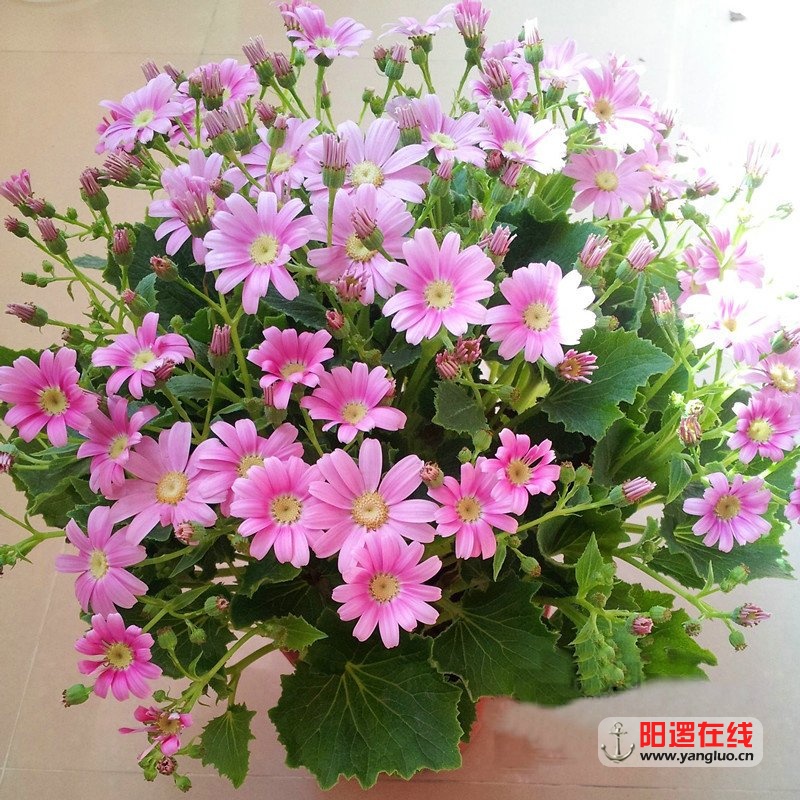 瓜叶菊5.jpg