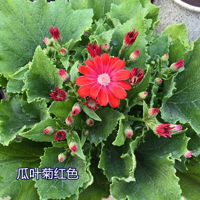 瓜叶菊3.jpg