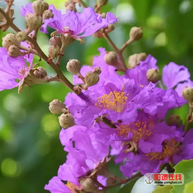 紫薇花.webp.jpg