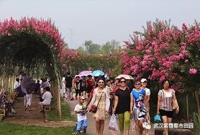 第二届紫薇文化艺术节1.webp.jpg