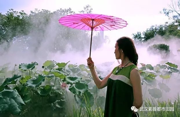 雾里看花1.webp.jpg
